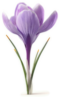A single, vibrant crocus, showcasing delicate spring colors. png