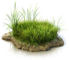 Lush green grass patch growing in a muddy, moist soil patch. png