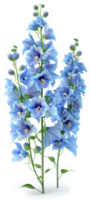 Light blue delphiniums in full bloom. png