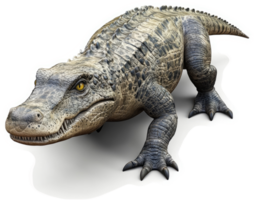 A large alligator, posed for display. png