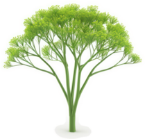 Lush green tree with a vibrant canopy. png