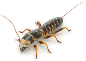 Close-up view of a segmented insect with intricate markings. png