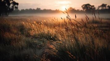 A field of tall grass at sunrise photo