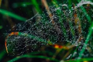 Macro spider web close-up with dew drops on a green background photo