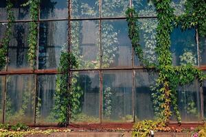 Lush green vines cascade down a glass greenhouse, filtering sunlight and creating patterns on the surface. photo
