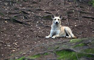 Dog Lying On The Forest Ground With Roots And Leaves In The Background photo