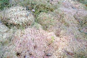 Close-up view of soft forest ground covered with pale sphagnum moss and dry grass in a woodland area photo