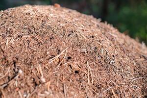 Close-up view of a natural forest anthill covered with soil, dry pine needles, and small sticks. photo