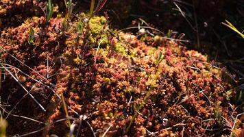 Close-up image of a colorful sphagnum moss carpet in a bog habitat, showing its natural textures and vibrant hues of red, yellow, and green photo