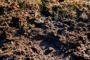 Close-up of a wet, spongy peat bog surface in natural sunlight photo