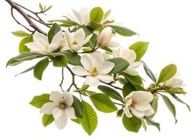 A Branch of Magnolia Flowers with Many Blossoms Photo
