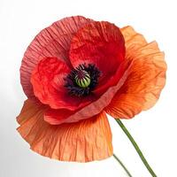 A Vibrant Red Poppy Flower with Hints of Orange Photo
