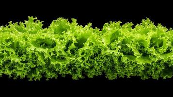 A close up of lettuce on a black background photo