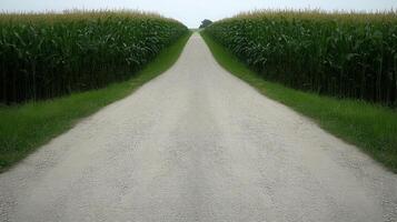 A dirt road leading to a corn field photo