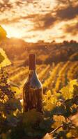 Wine bottle resting in vineyard at sunset reflecting golden hour light photo