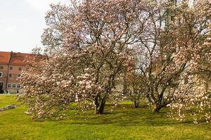 Magnolia Trees in Full Bloom in a Green Park on a Spring Day photo