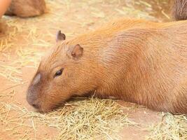 Capybara Enjoying a State of Relaxation in Its Natural Habitat While Surrounded by Nature photo