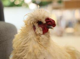 A charming and delightful portrait of a Fluffy Silkie Chicken, showcasing its adorable features photo