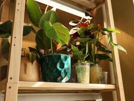 A stylish Indoor Plant Shelf with greenery that enhances any space and creates a calming vibe photo