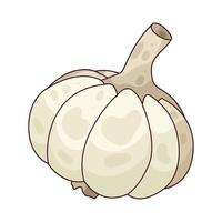 illustration of fresh garlic vector