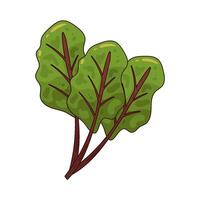 Fresh Chard illustration vector
