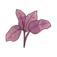 illustration of Amaranth vector