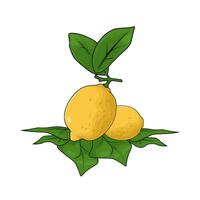 fresh lemon with leaves vector