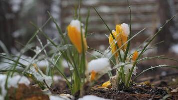 Yellow crocus buds sprouting through melting snow, Early yellow crocus flowers breaking through snow on forest floor video