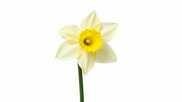Single Daffodil Flower On White Background photo