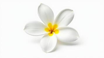 Single Frangipani Flower Isolated On White photo