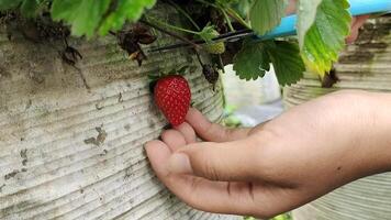 Close up view of a person picking red strawberries fruit using small scissors video