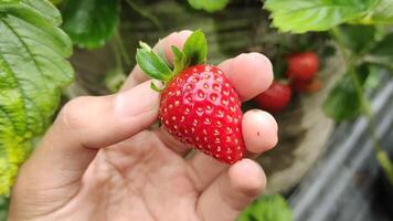 A man picked fresh red strawberries using scissors. This sweet, vitamin-rich fruit grows abundantly in highland areas. video