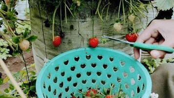A person was picking strawberries in the strawberry field with small scissors and a green basket as a container. video