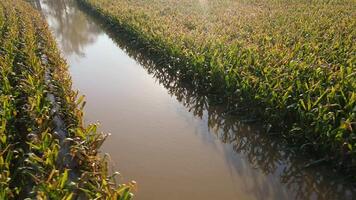 Flooded cornfield with corn plants partially submerged in water on farmland after heavy rain video