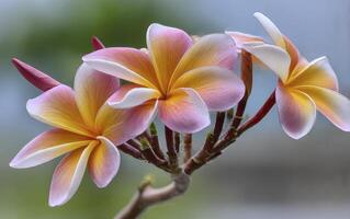 Delicate Pink and Yellow Flowers with Water Droplets Close Up photo