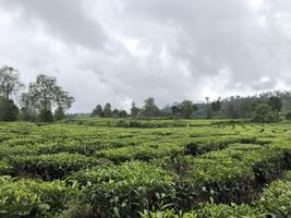 Lush tea plantation under cloudy sky in West Java, Indonesia. photo