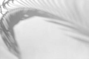 Fern shadow on gray background photo