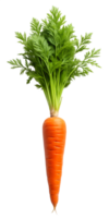 carrot with leaves png