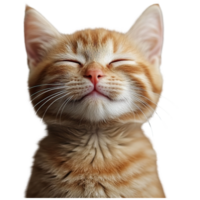 A smiling orange tabby cat with closed eyes and a content expression. png