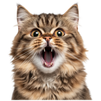 A close-up of a cat with wide-open eyes and an open mouth, displaying sharp teeth and a lively expression. png
