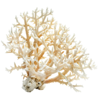 a detailed bleach coral structure, showcasing intricate branches and textures, representing marine life and underwater ecosystems. png