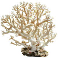 A detailed bleached coral structure featuring intricate branches and small polyps, illustrating the beauty and complexity of marine life. png