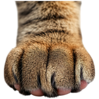 A close-up view of a tiger's paw featuring distinct fur patterns and sharp claws. png