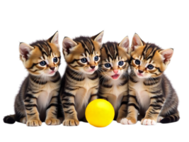 Four kittens are sitting in a row, with a yellow ball in front of them png