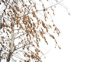 Minimalistic Beige Birch Tree Branch with Dry Leaves Against isolated background photo