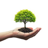 Tree Growing in Hand Symbolizing Nature and Growth png