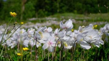 Beautiful wildflower meadow with white anemones and yellow buttercups swaying in the breeze video