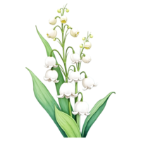 Realistic lily of the valley bouquet on transparent background for soft feminine floral graphic elements. png