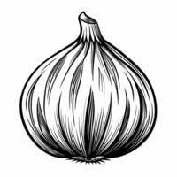 A large white onion with a stem vector