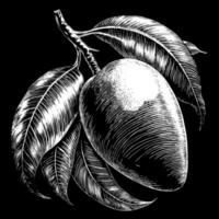 A drawing of a mango with a leaf on it vector